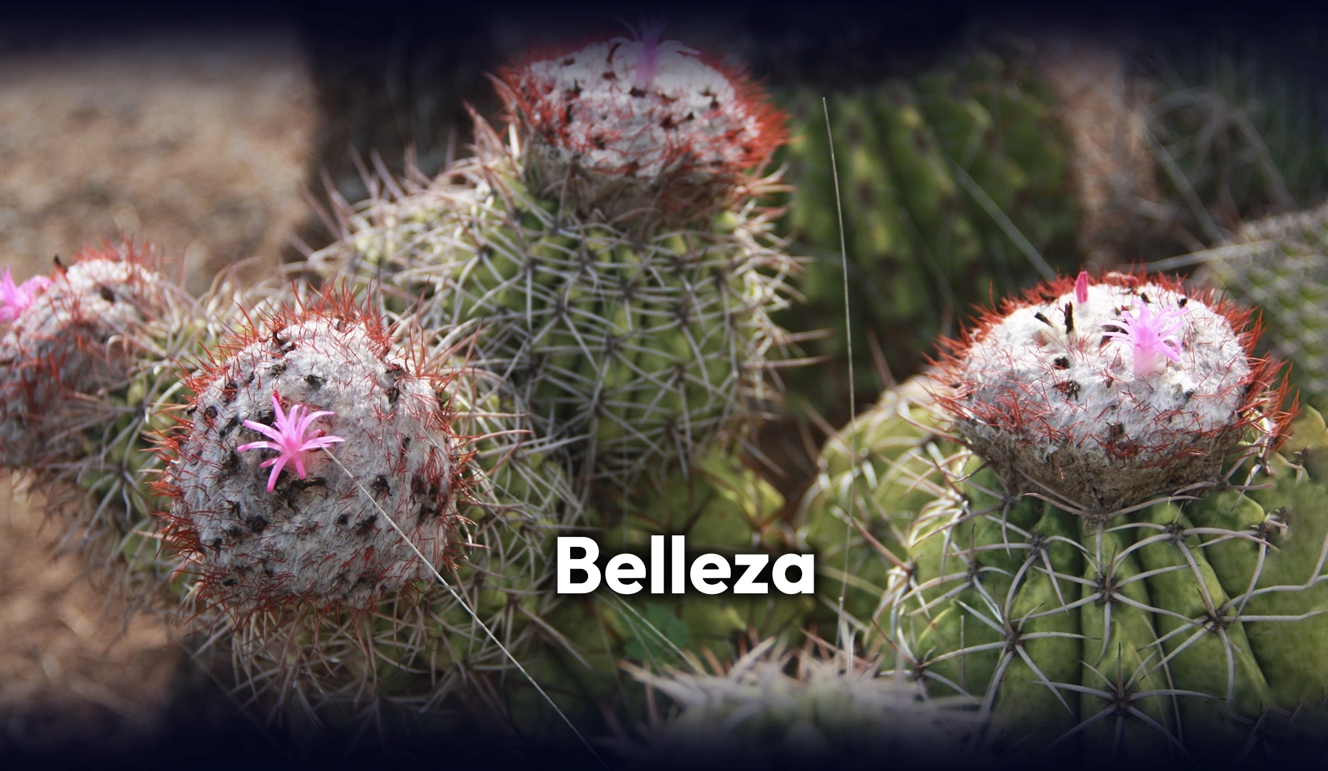 16 belleza