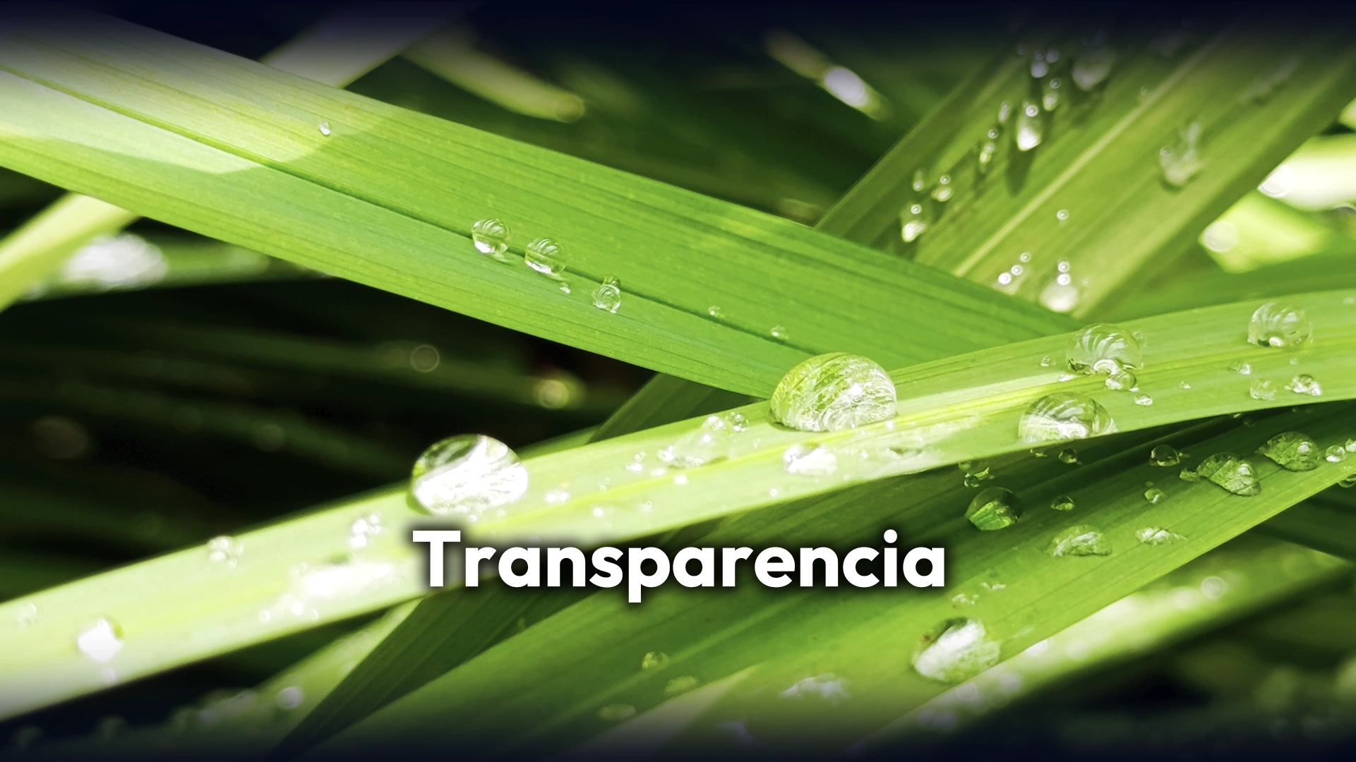 3 transparencia