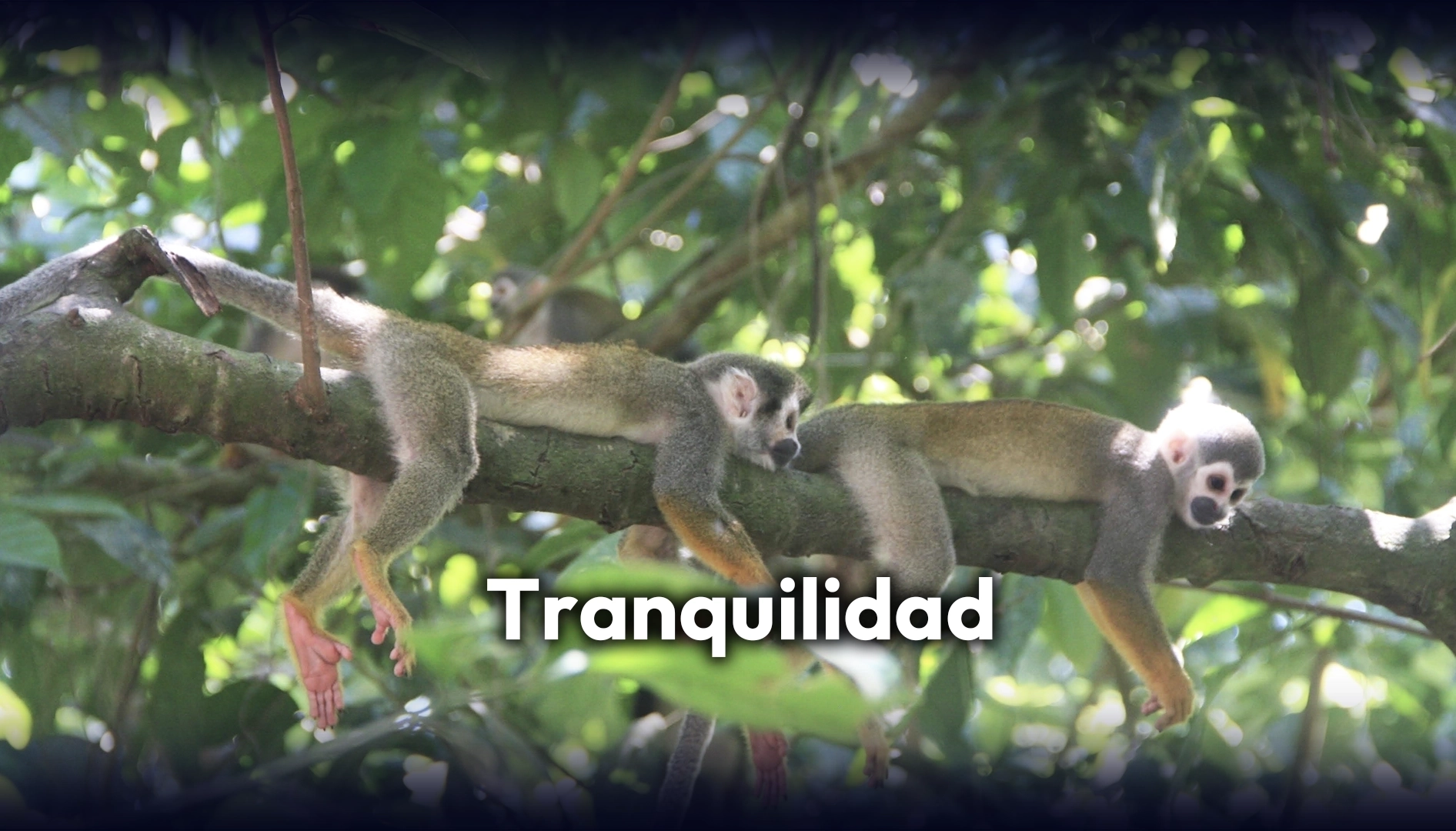 4 Tranquilidad