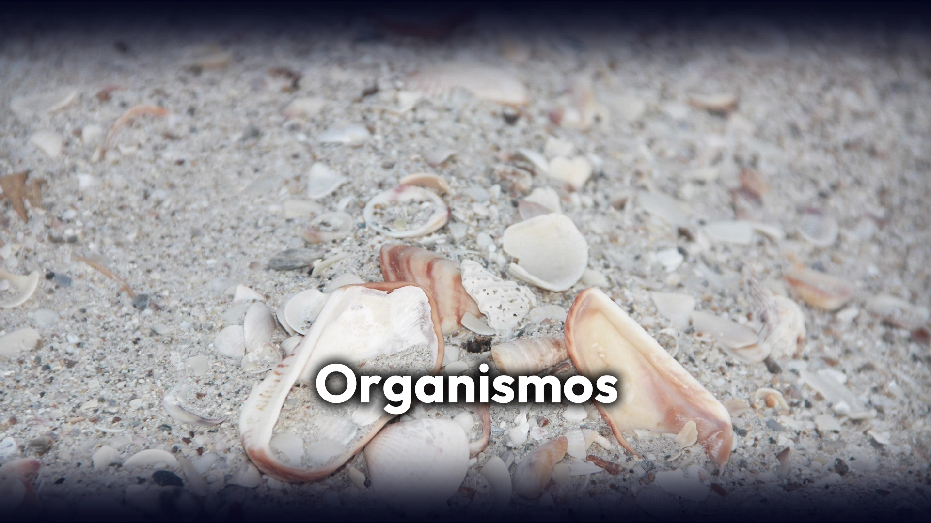 8 Organismos